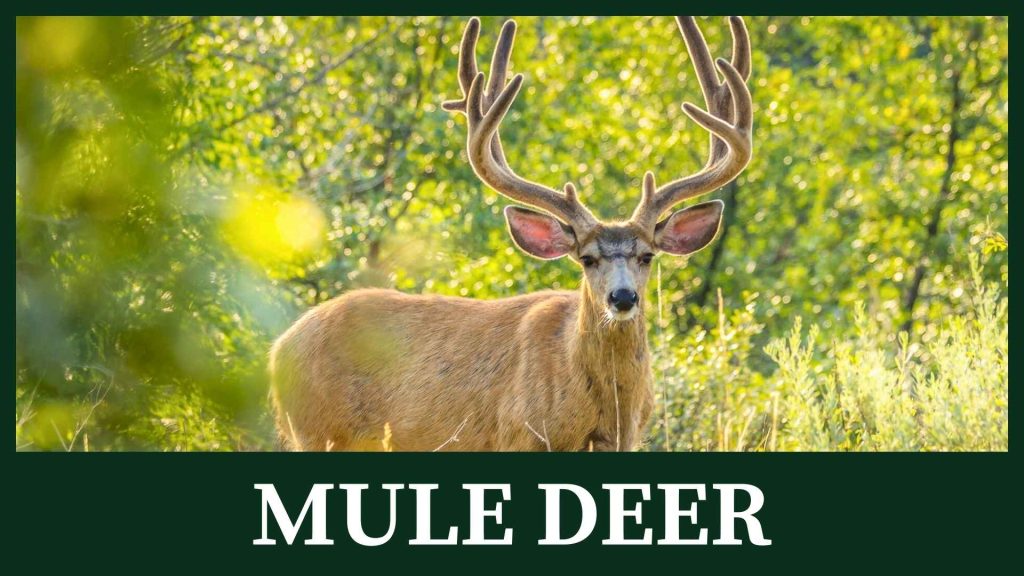 Mule deer