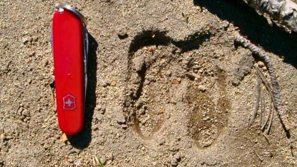 Mountain goat tracks