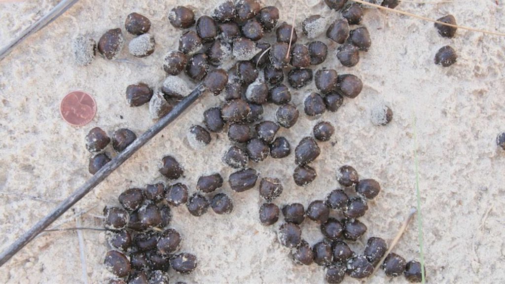 Mule deer scat