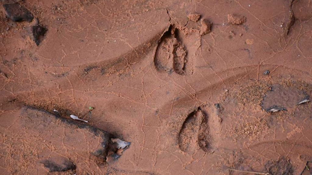 Mule deer tracks