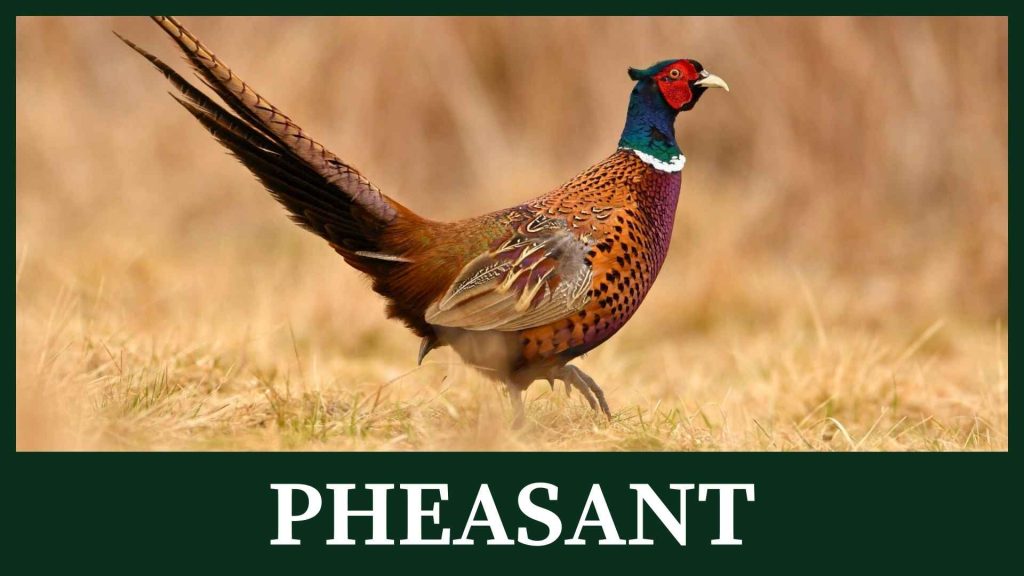 Pheasant