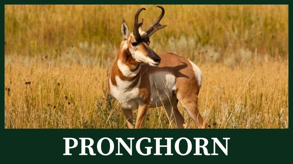 Pronghorn