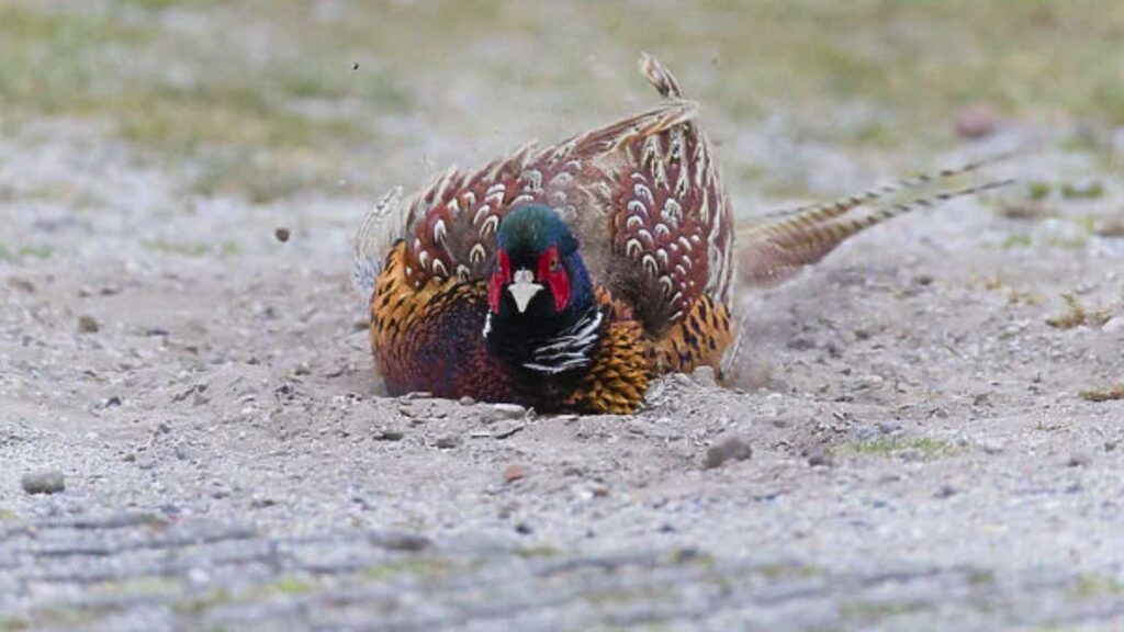 Pheasant in a dust bath