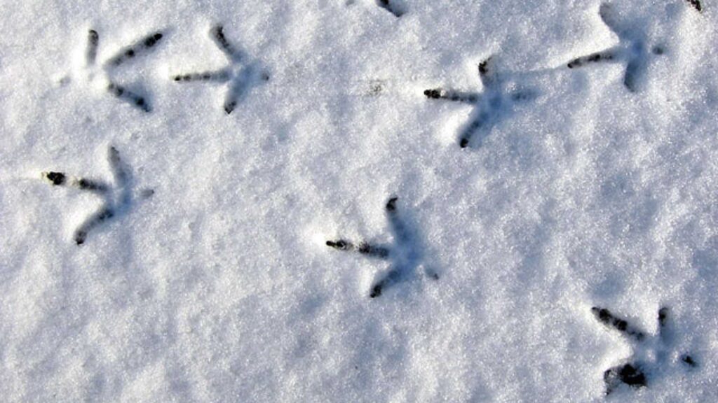 Pheasant tracks