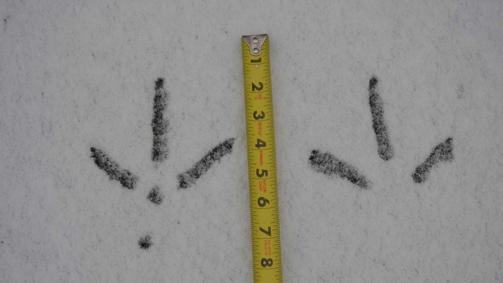 Wild turkey tracks