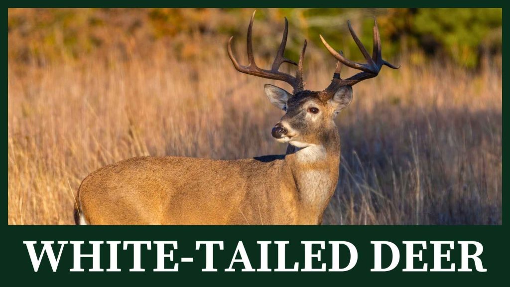 White-tailed deer