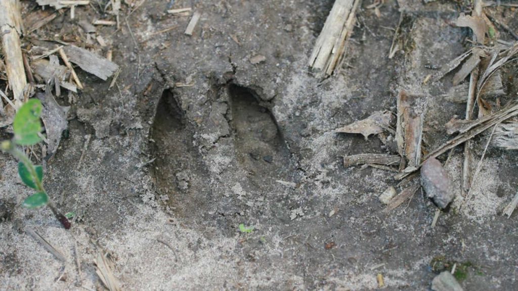 White-tailed deer tracks