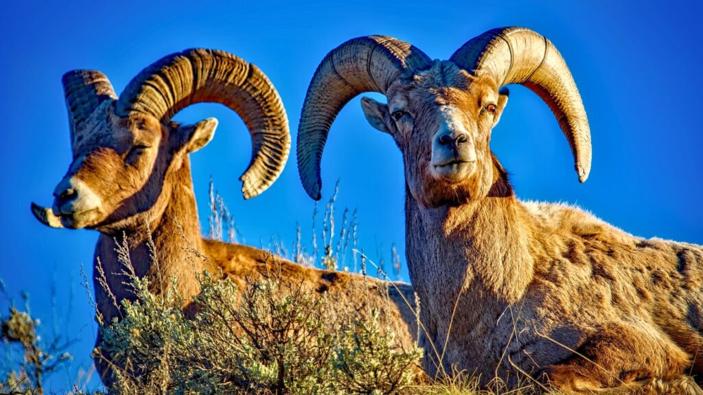 Two bighorn sheep