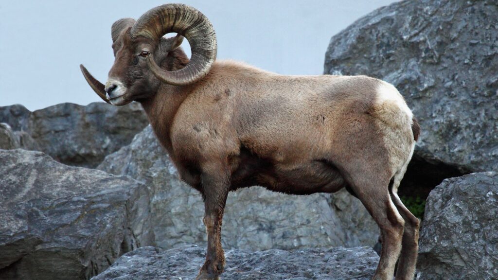 Bighorn sheep in its habitat