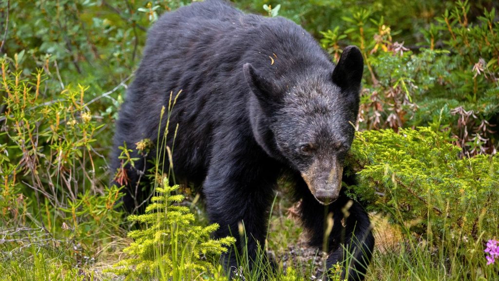 Black bear in a forest