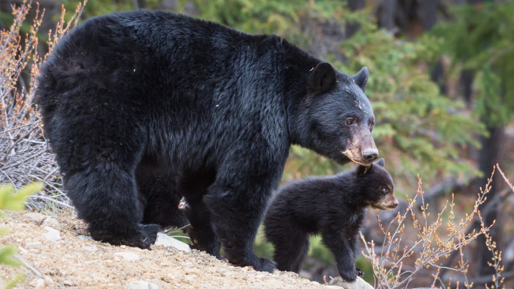 Adult black bear and a cub