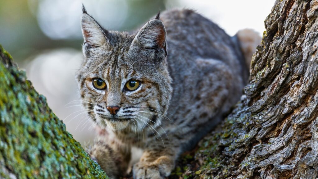 Bobcat in the tree