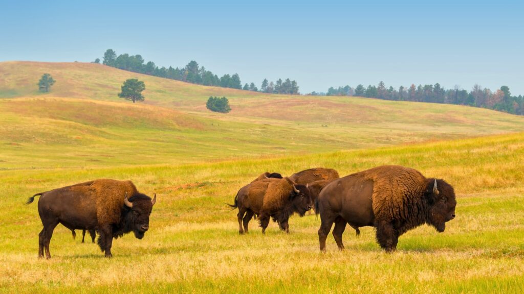 Bison in their habitat