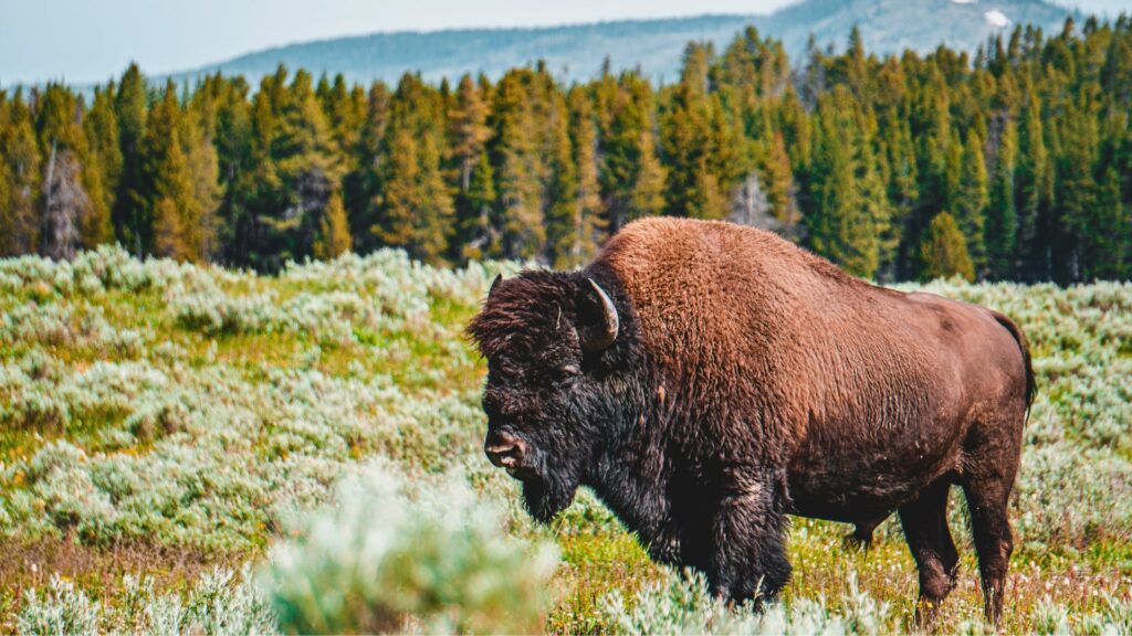 Buffalo before a forest