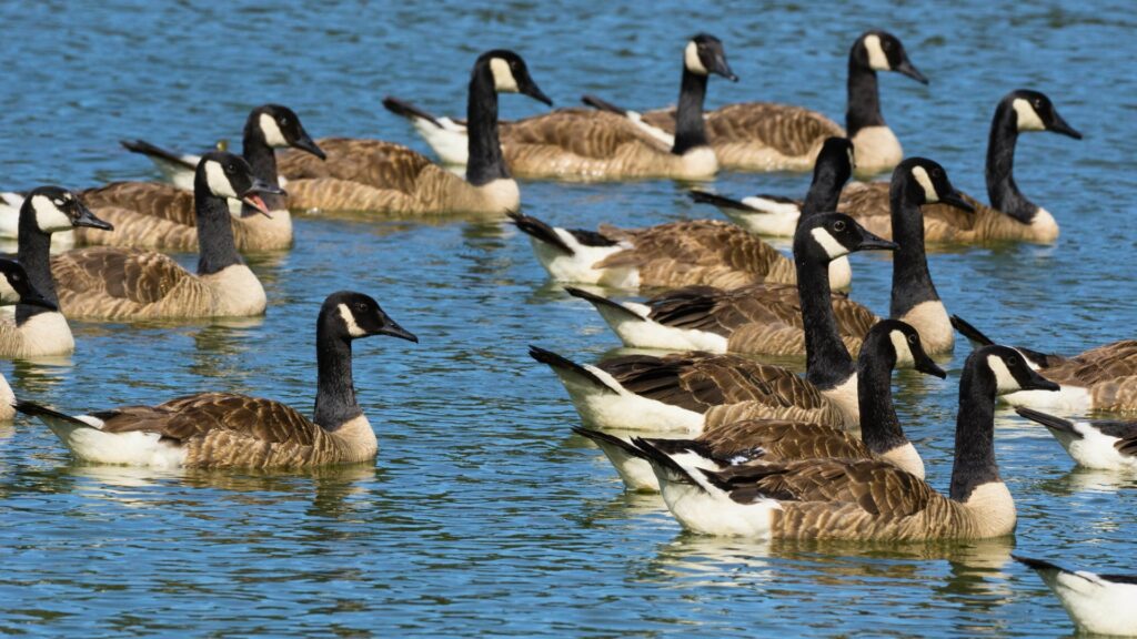 Canadian geese in water