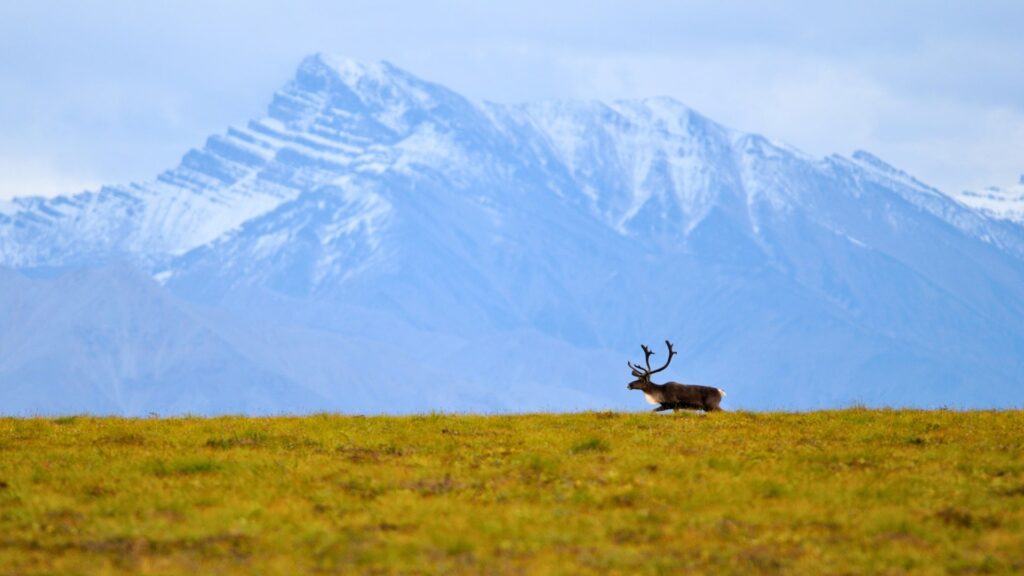 Caribou in its habitat