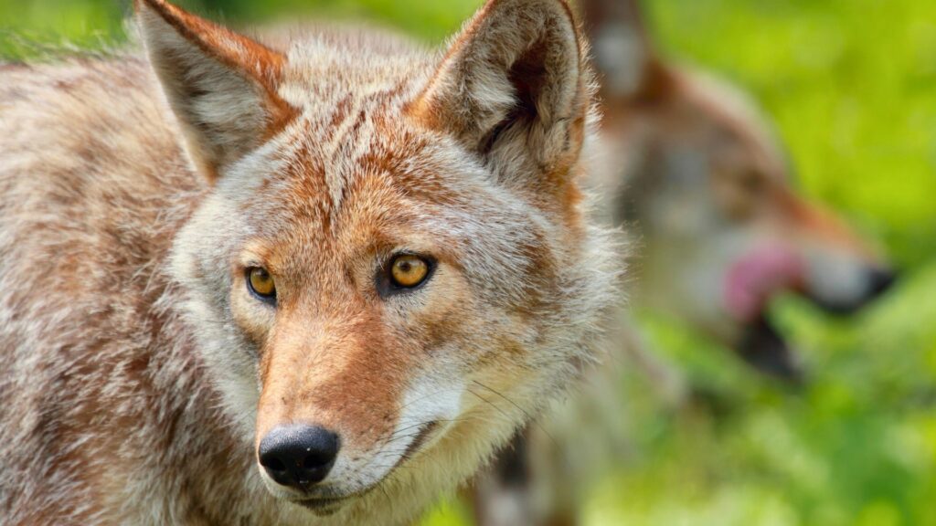 Coyote close-up