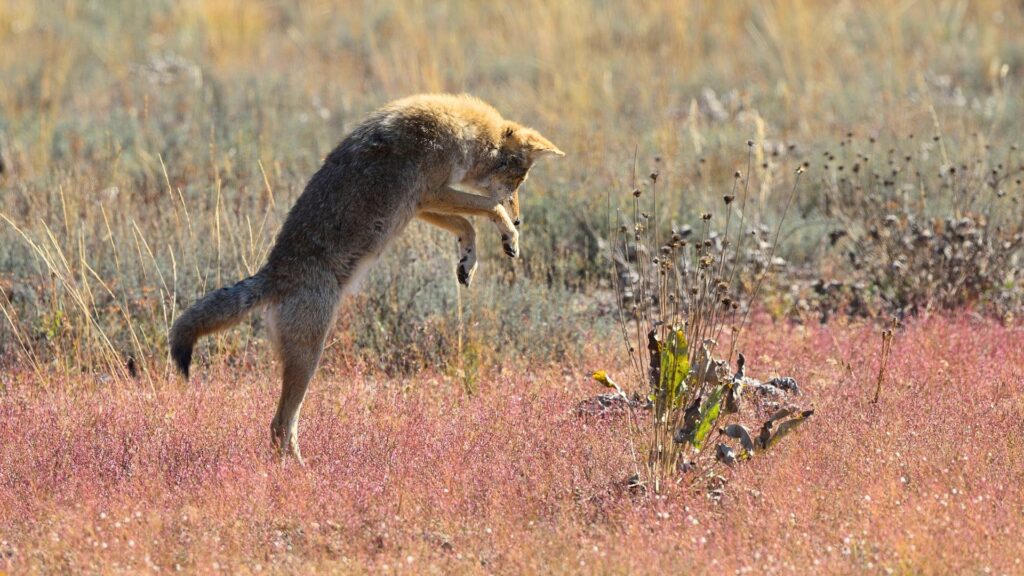 Coyote hunting