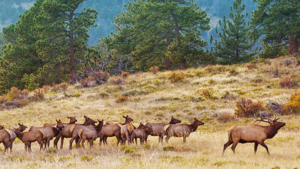 Elk herd