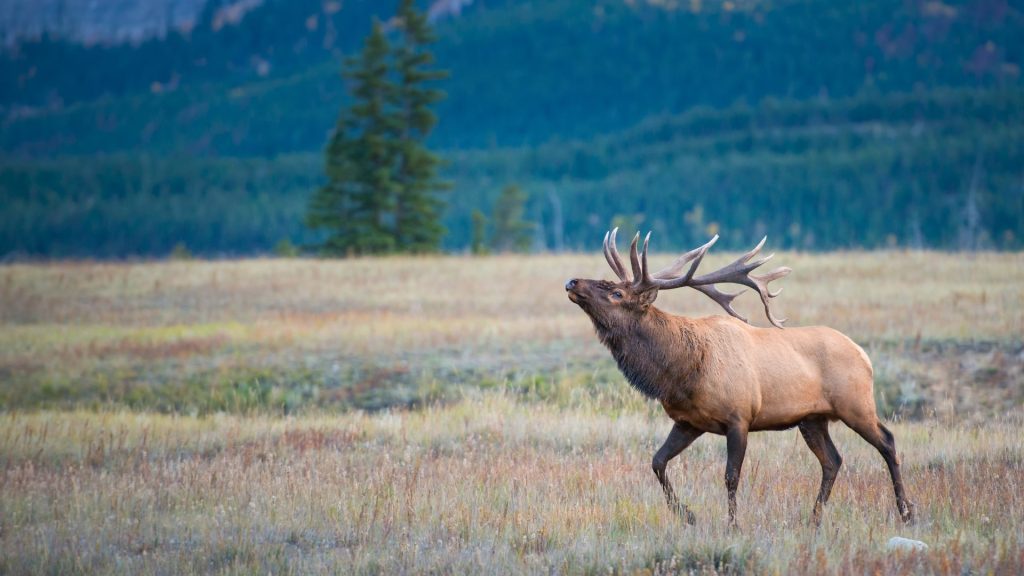 Elk bull