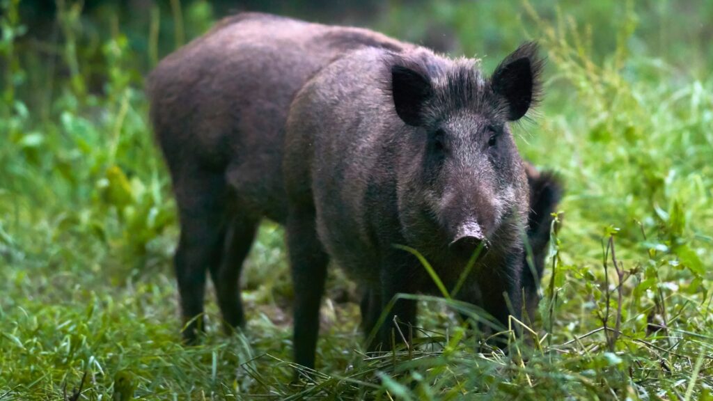 Feral hogs in the grass