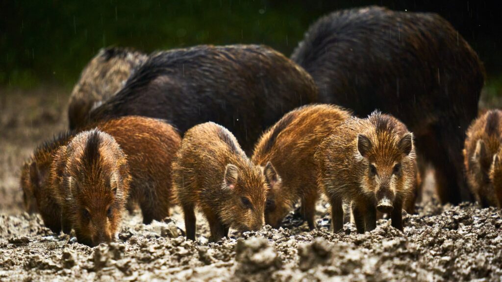 Feral hog younglings