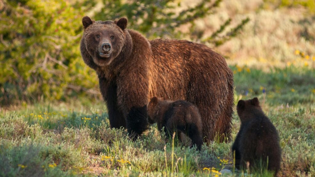 Adult grizzly bear with two cubs