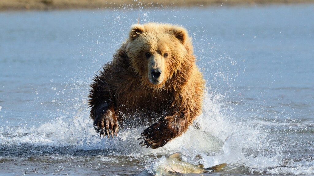 Grizzly running in the water