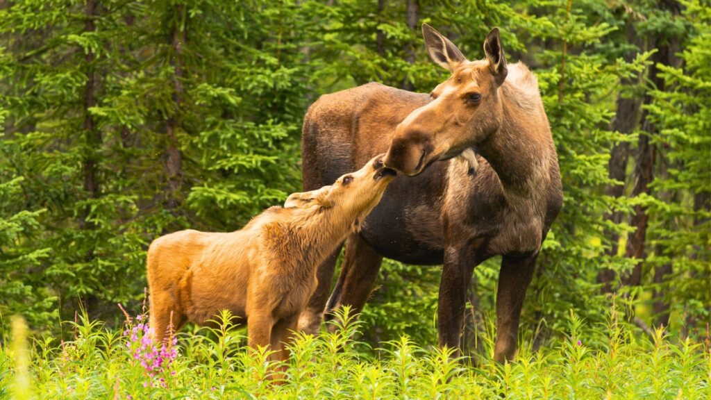 Adult and young moose