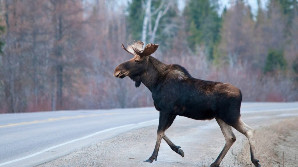 Moose by the road