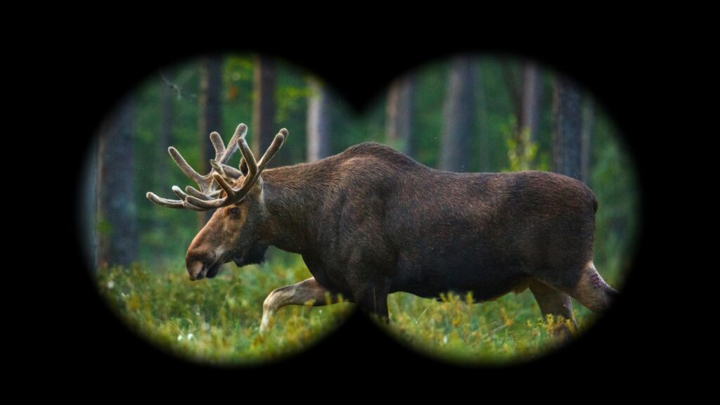 Moose through binoculars