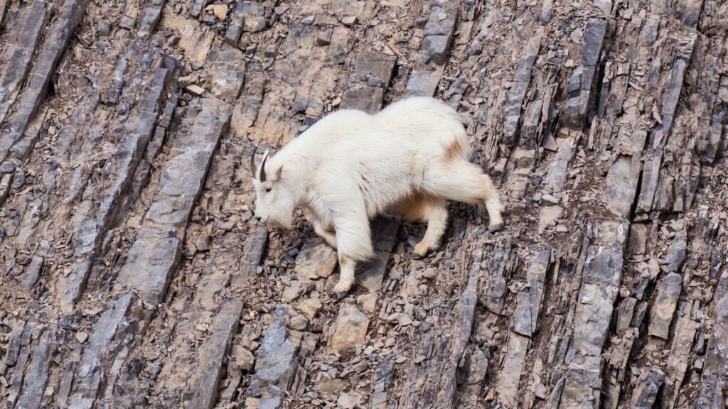 Mountain goat on rocky terrain