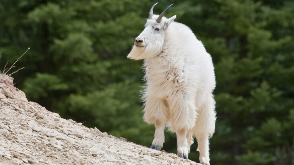 Mountain goat on a slope