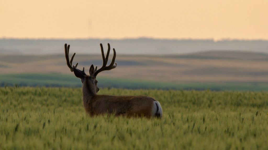 Mule deer in high grass