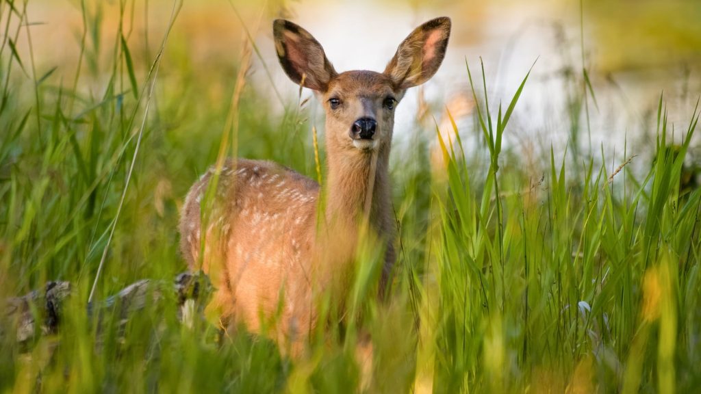 Young mule deer