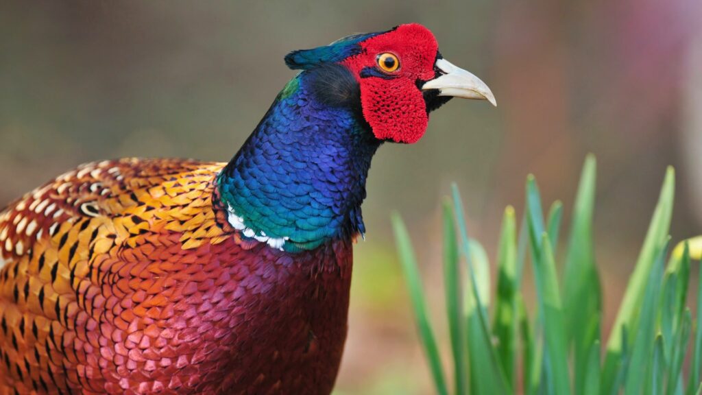 Pheasant close-up