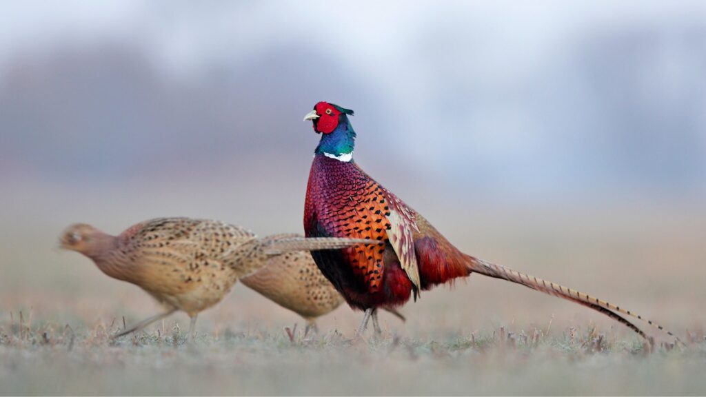 Male and female pheasants