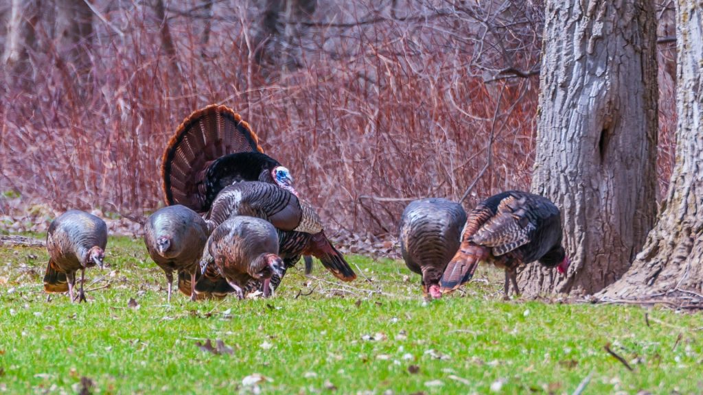 Turkey flock