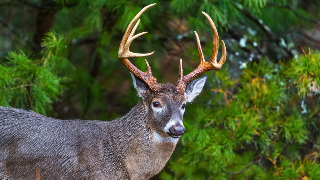 White-tailed deer in dense forest