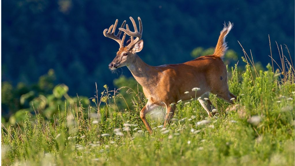 White-tailed deer in grass