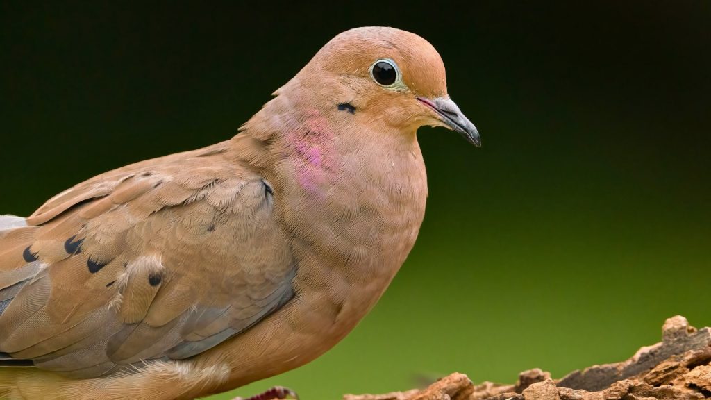 Dove hunting requires extensive knowledge of doves