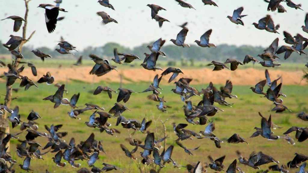 Dove flock