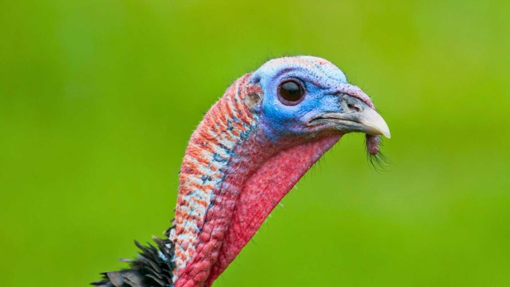 Turkey eyes
