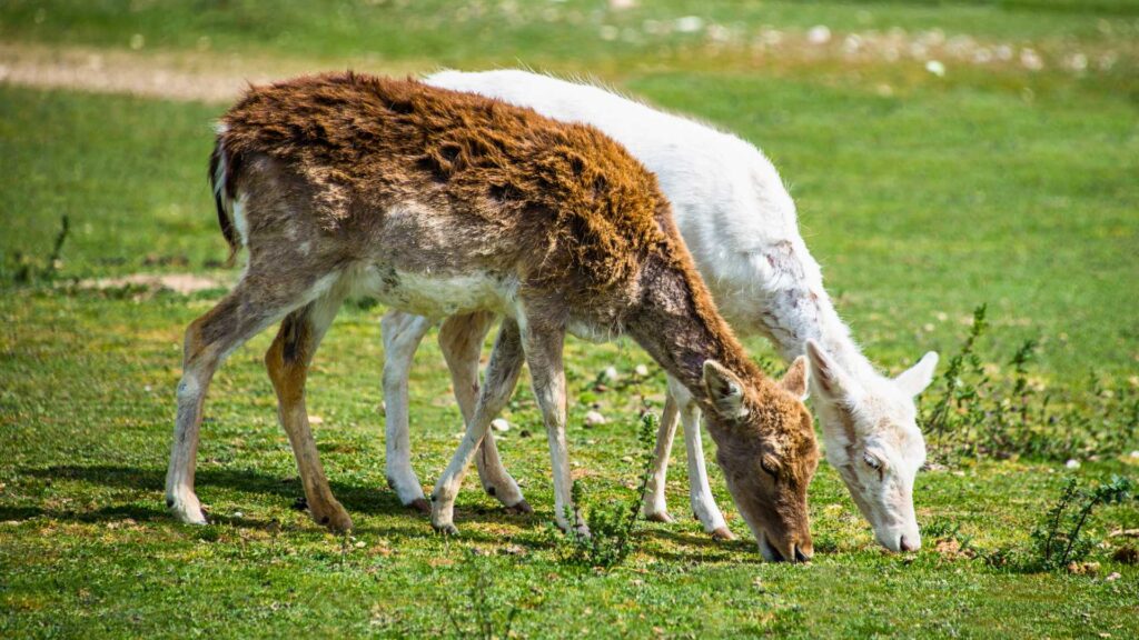 Albino deer next to normal colored deer