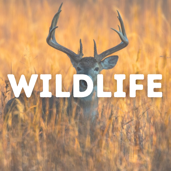 Wildlife category cover