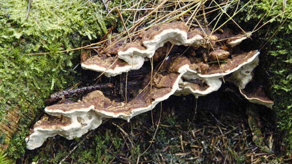 heterobasidion-climate-change