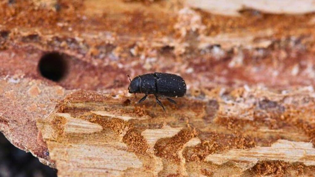 bark-beetle-climate-change