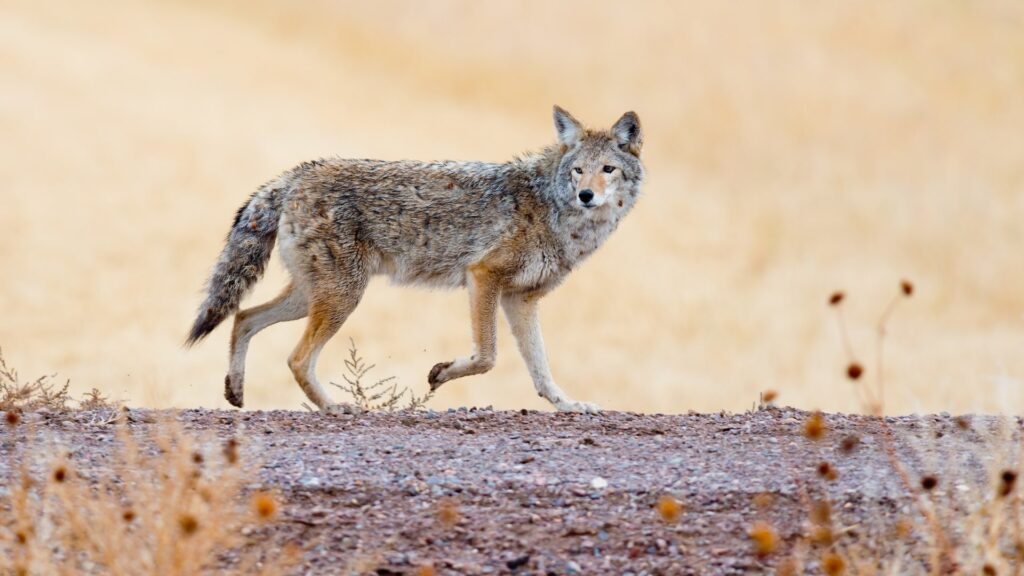 Coyote