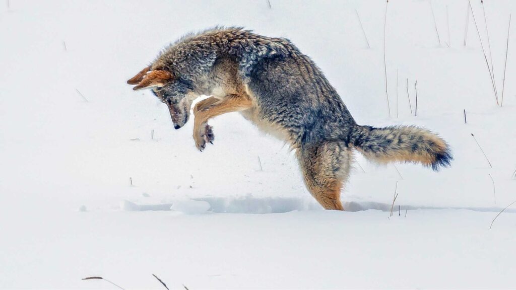 Understanding coyote behavior is crucial when learning how to hunt coyotes