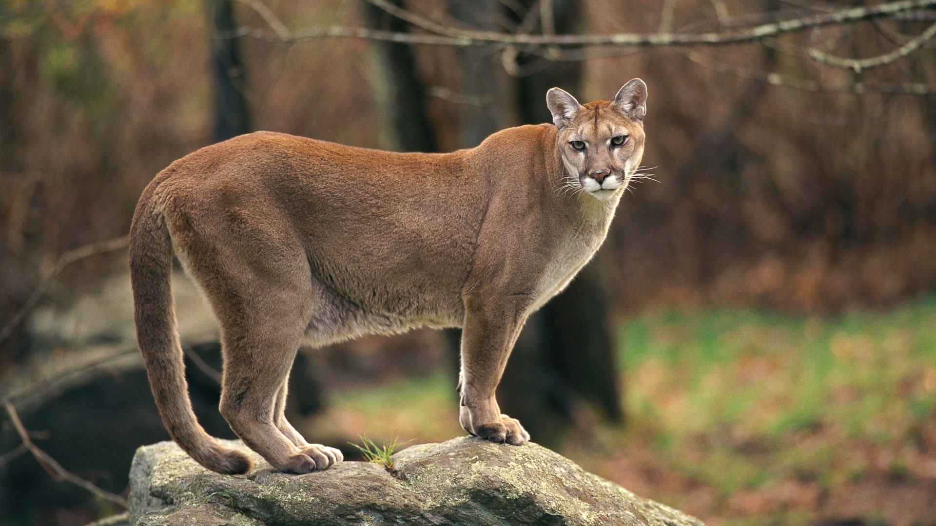 Mountain lion